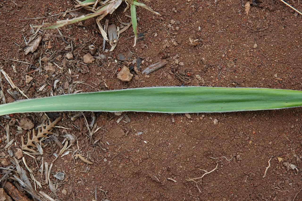 Wilkesia gymnoxiphium — houseplant care guide