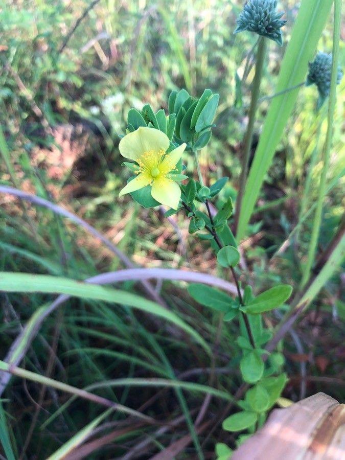 Hypericum crux-andreae — search result for 'Hypericum'