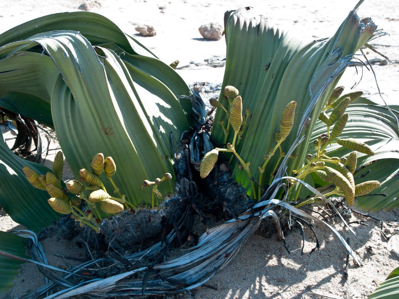 Welwitschia mirabilis fruit