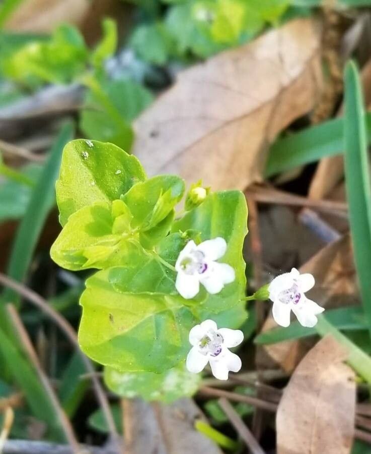 Clinopodium brownei flower