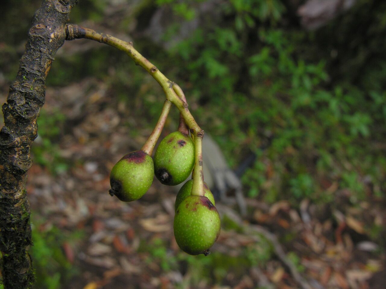 Daphniphyllum himalense fruit