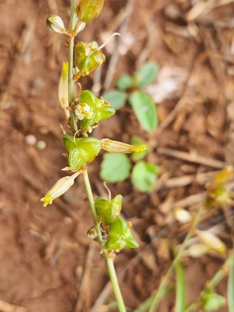 Chlorophytum affine fruit