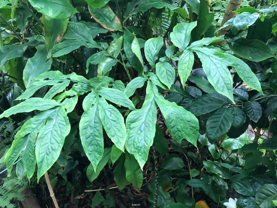 Dracontium amazonense — related species from the same genus