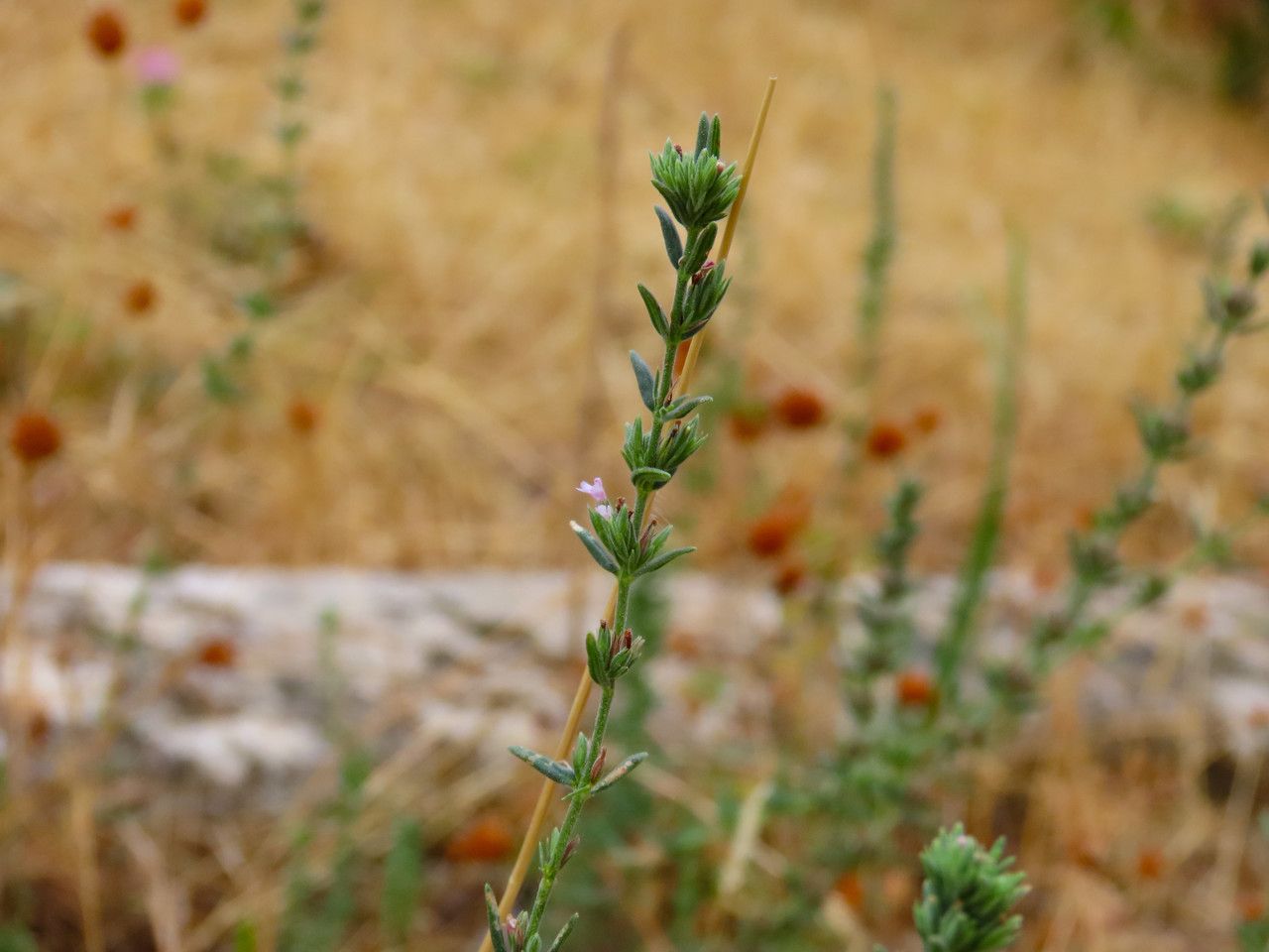 Micromeria juliana habit