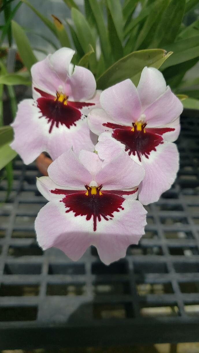 Miltoniopsis vexillaria flower