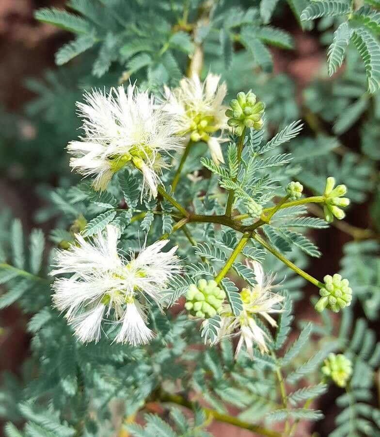 Mimosa farinosa — search result for 'Mimosa'