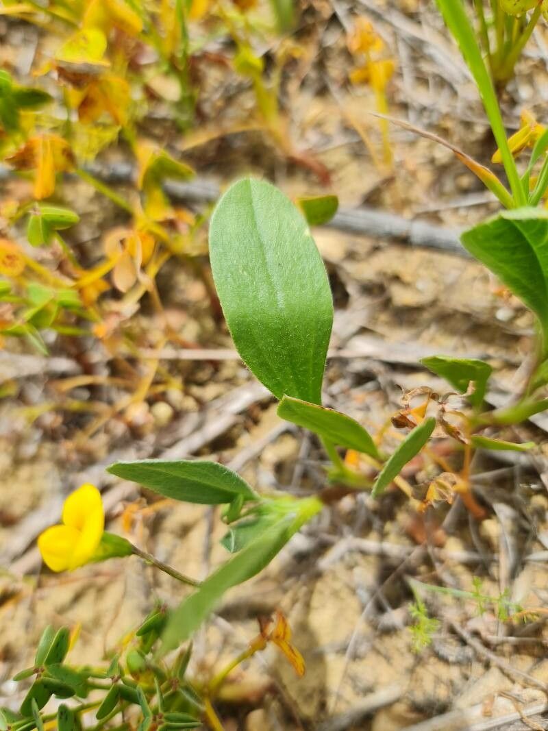 Coronilla repanda — search result for 'Coronilla'