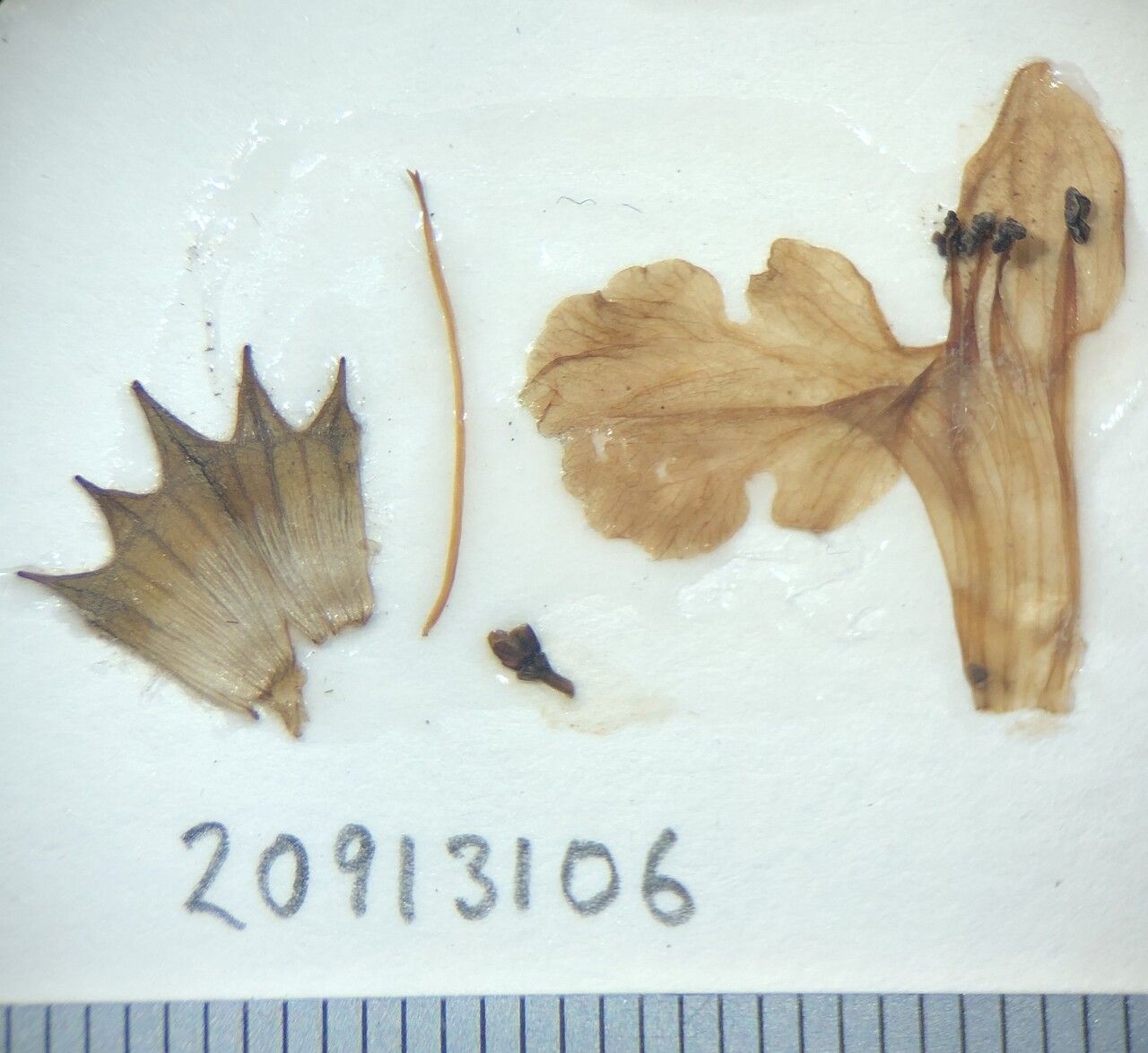 Stachys splendens other