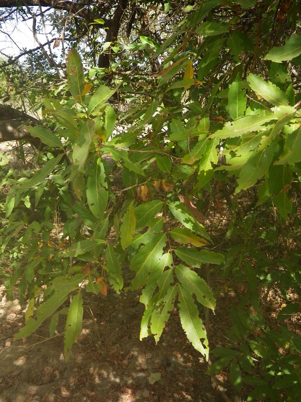 Combretum nigricans habit