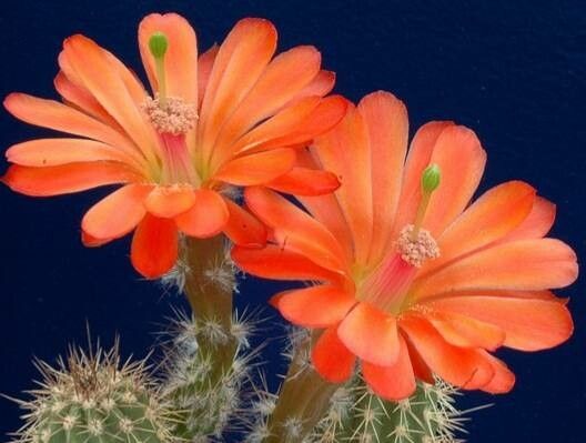 Echinocereus acifer — related species from the same genus
