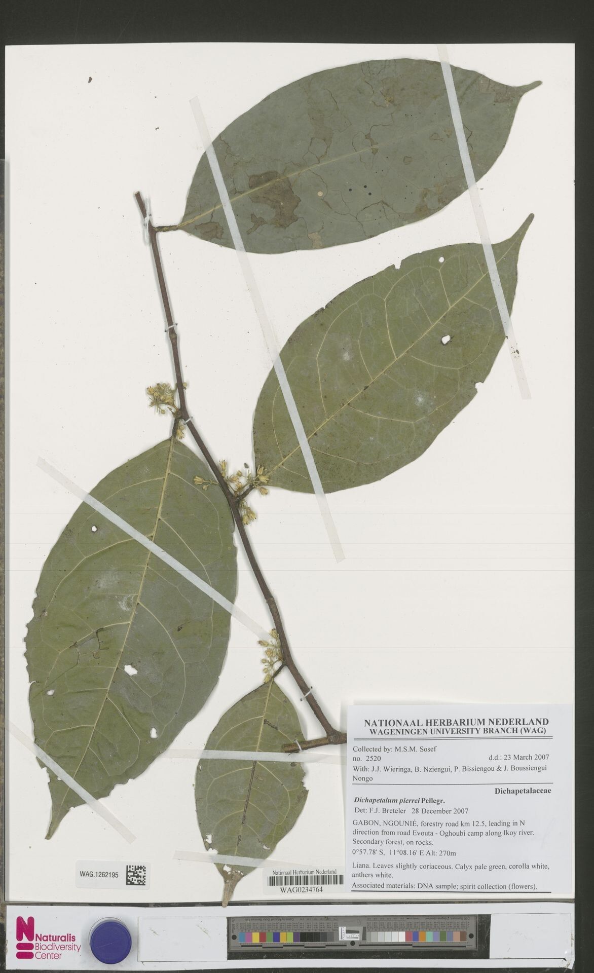 Dichapetalum pierrei — houseplant care guide