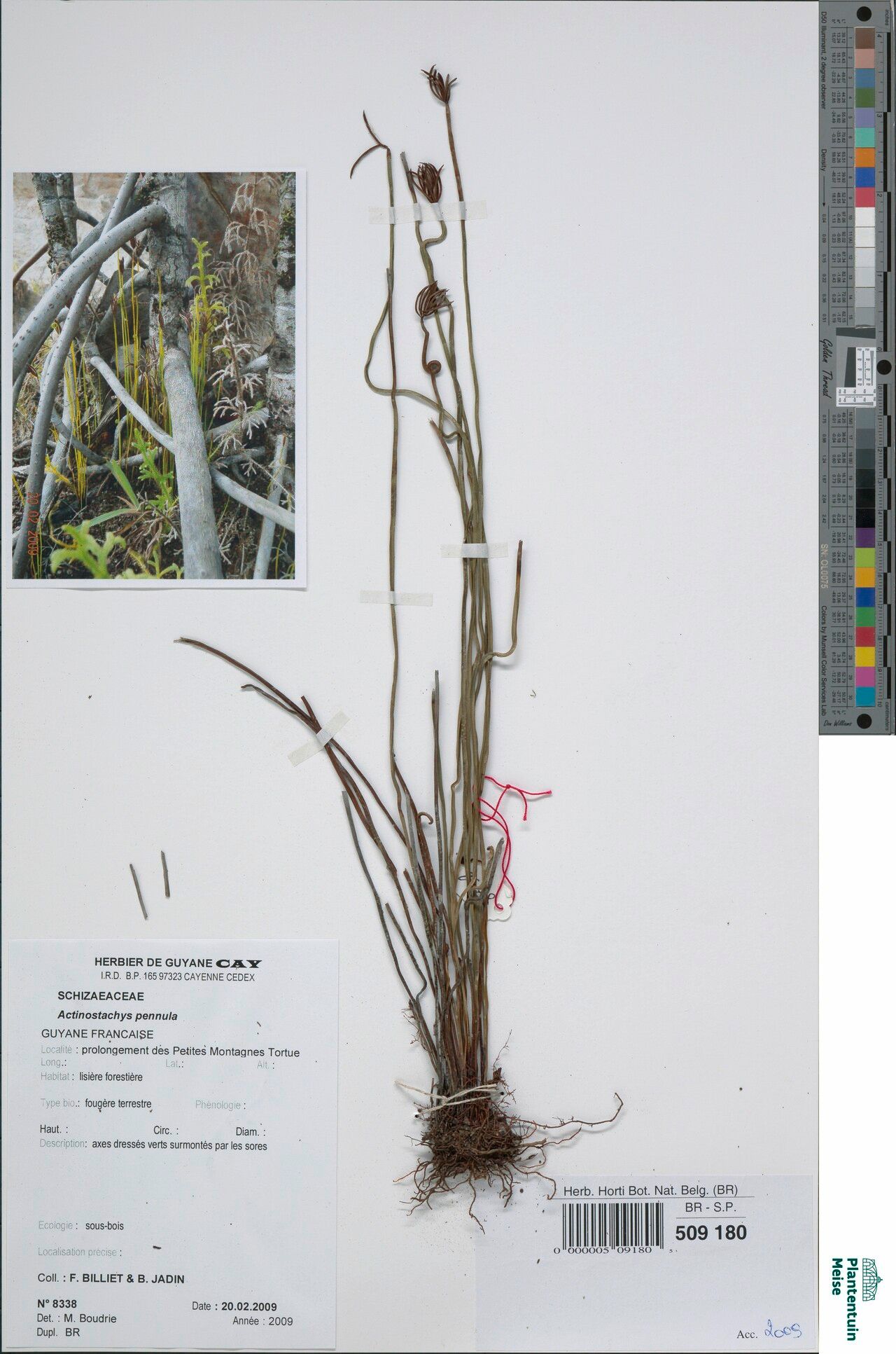 Actinostachys pennula habit