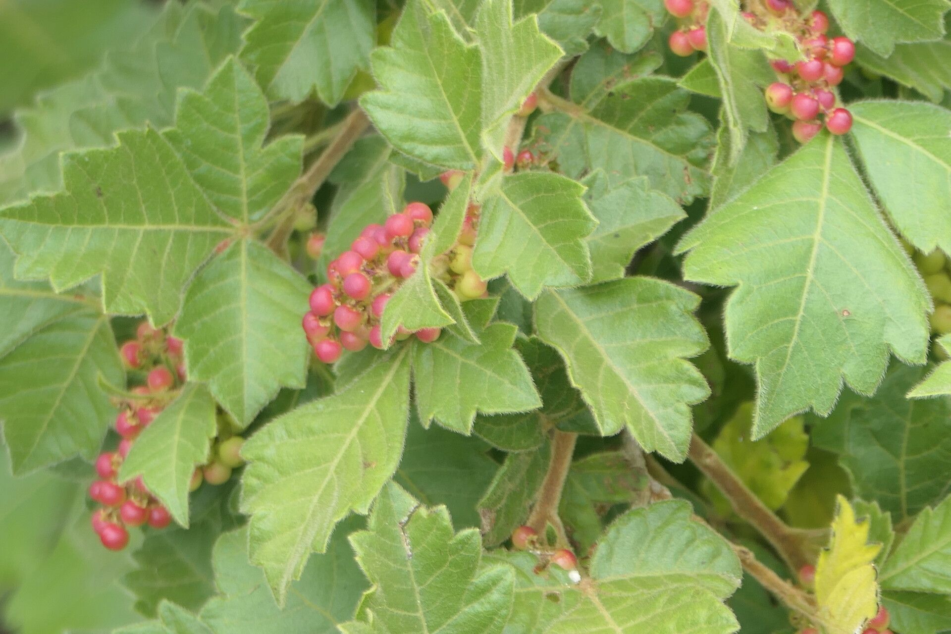 Searsia dentata fruit