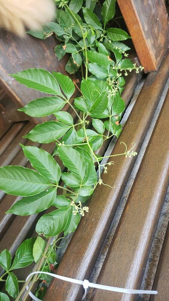 Serjania circumvallata habit