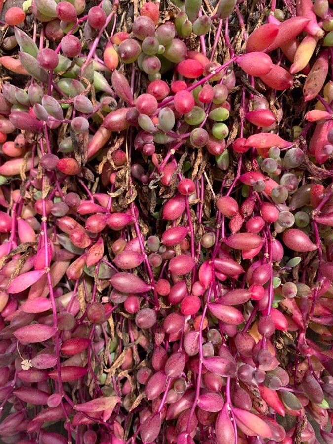 Othonna capensis fruit