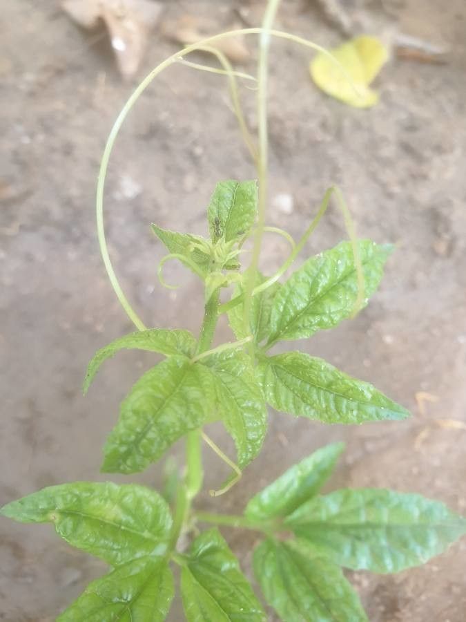 Telfairia occidentalis other