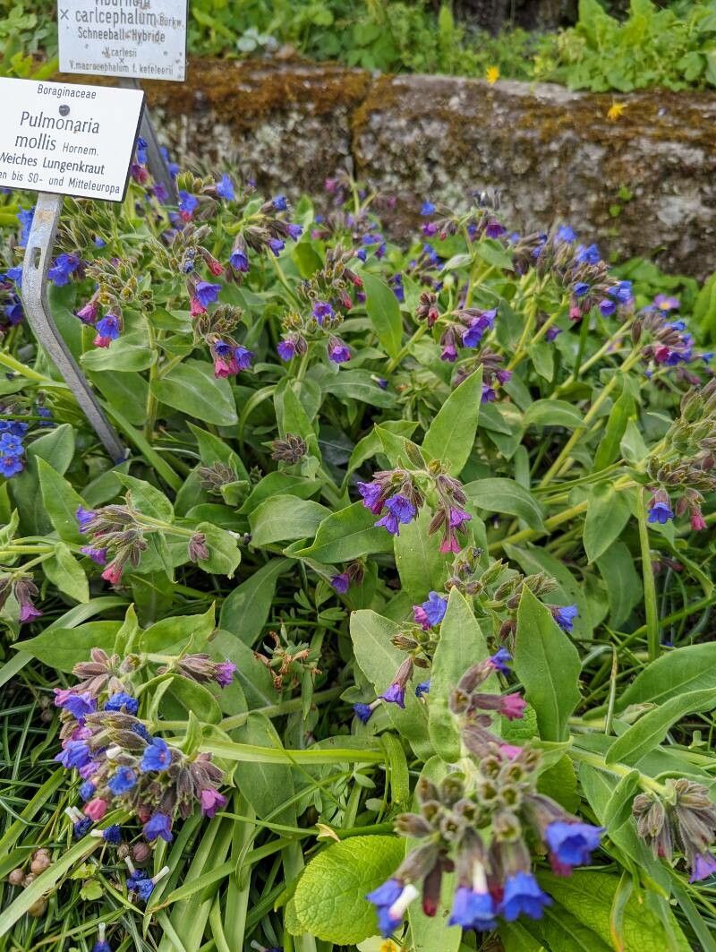 Pulmonaria mollis habit