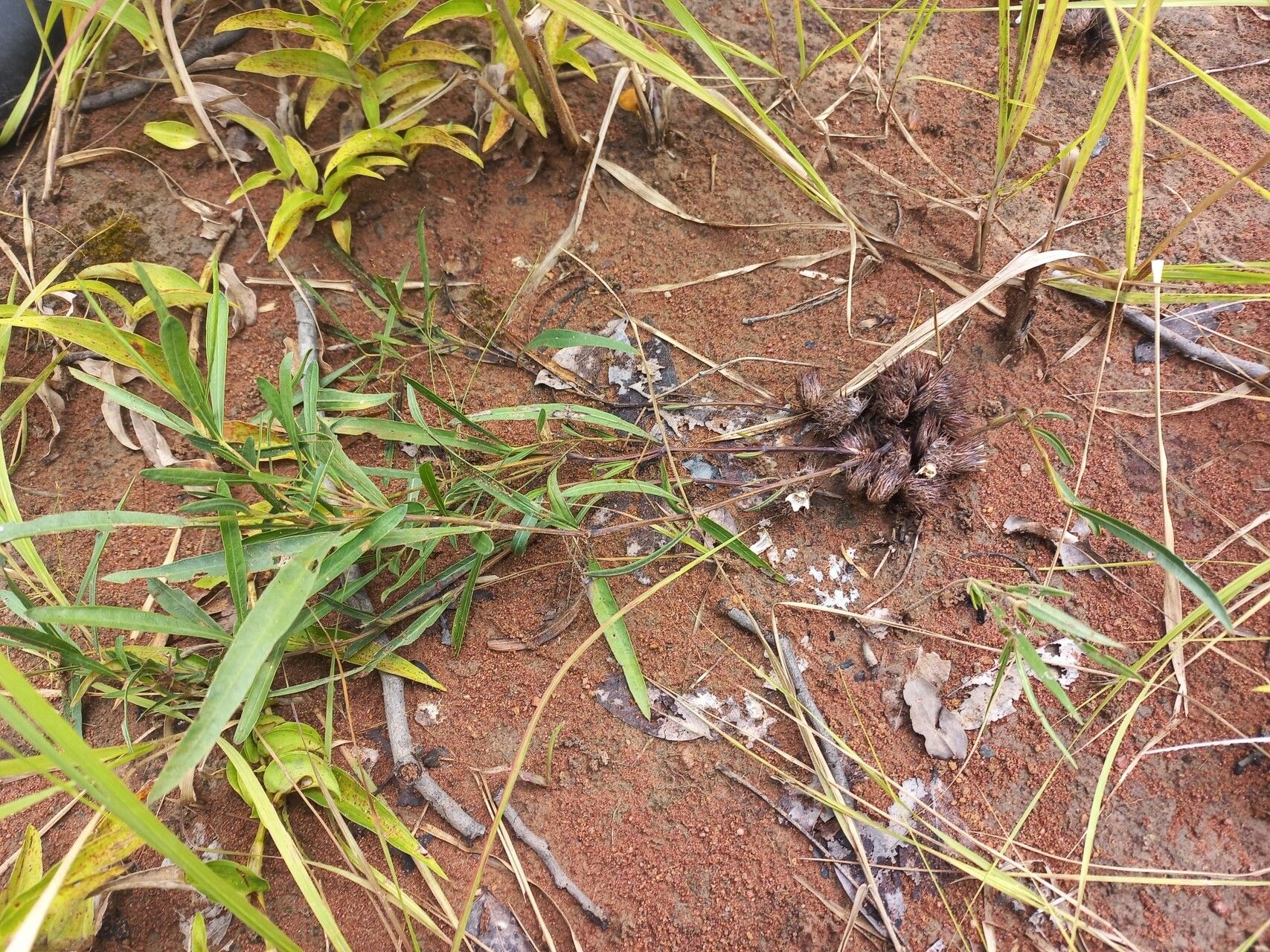Lepidagathis fischeri habit