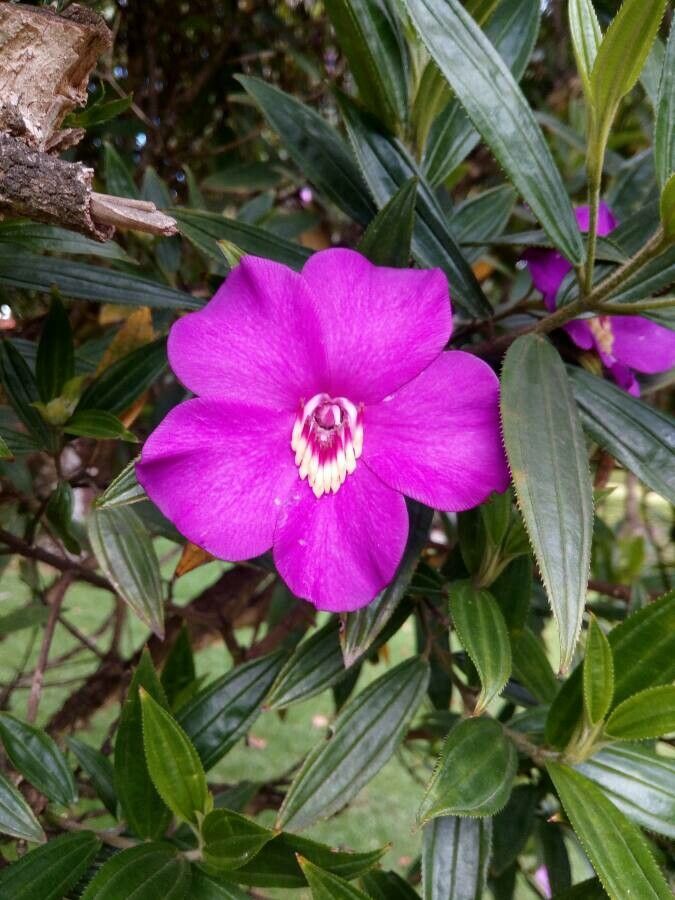 Meriania speciosa flower