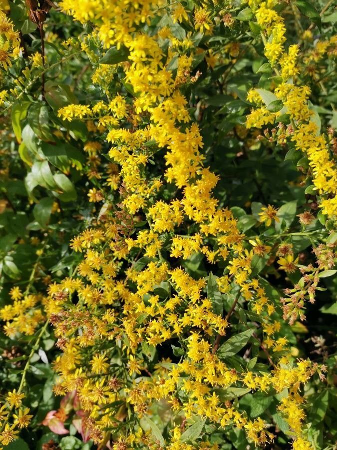 Solidago petiolaris flower