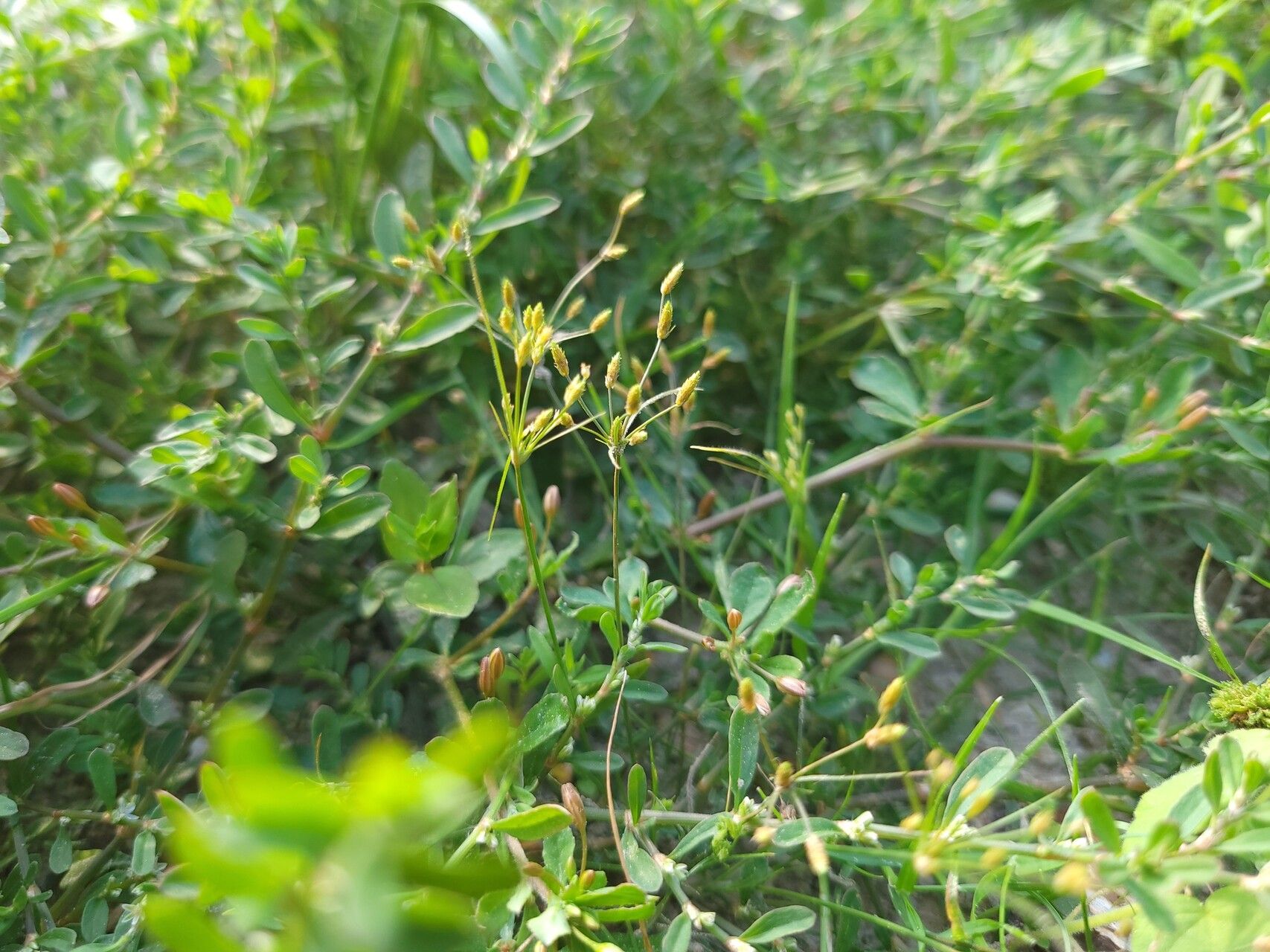 Fimbristylis aestivalis fruit