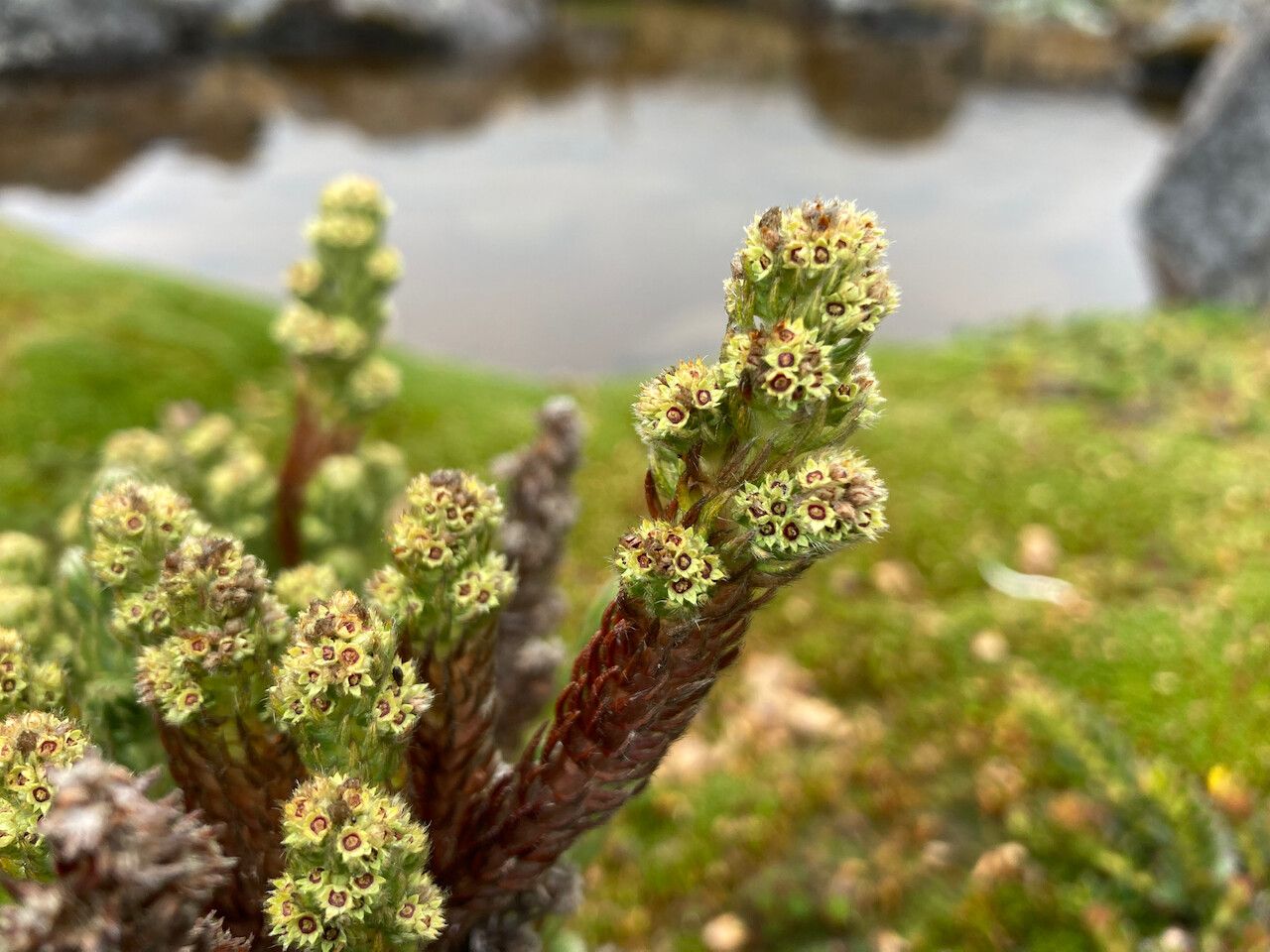 Alchemilla nivalis flower
