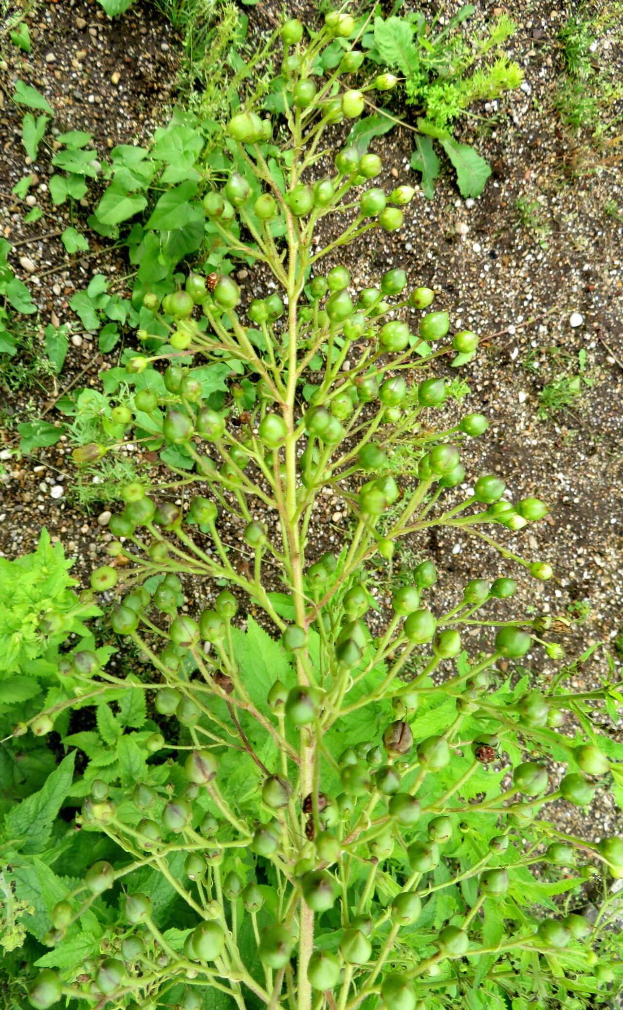 Scrophularia versicolor fruit