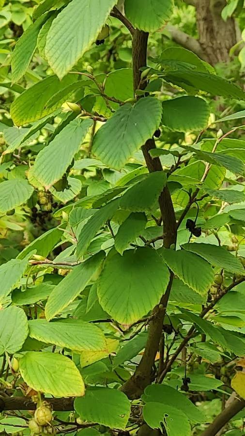 Corylopsis himalayana leaf