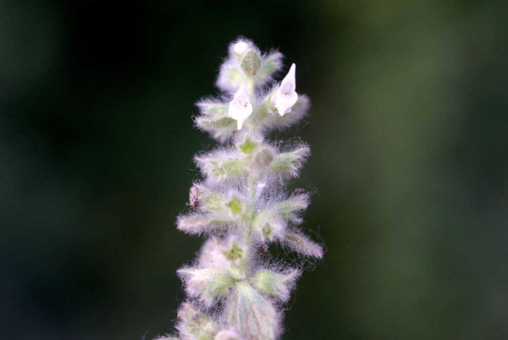 Sideritis briquetiana flower
