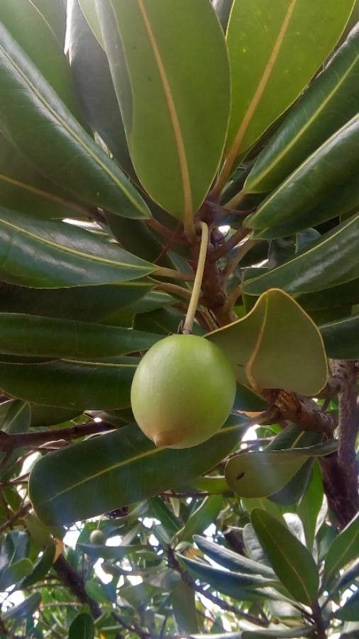 Mimusops coriacea fruit