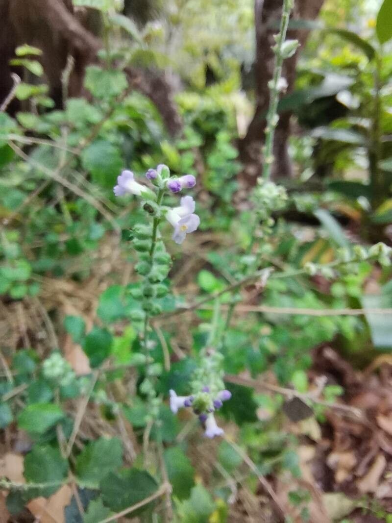 Aloysia chamaedryfolia flower
