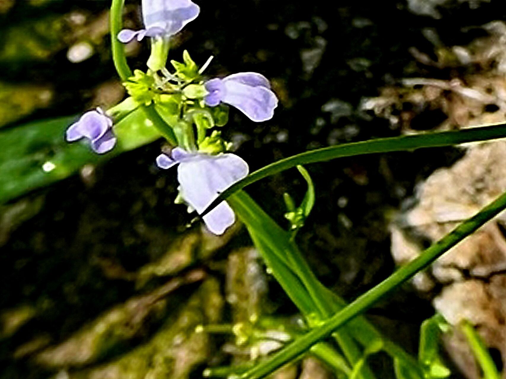 Nuttallanthus texanus — related species from the same genus