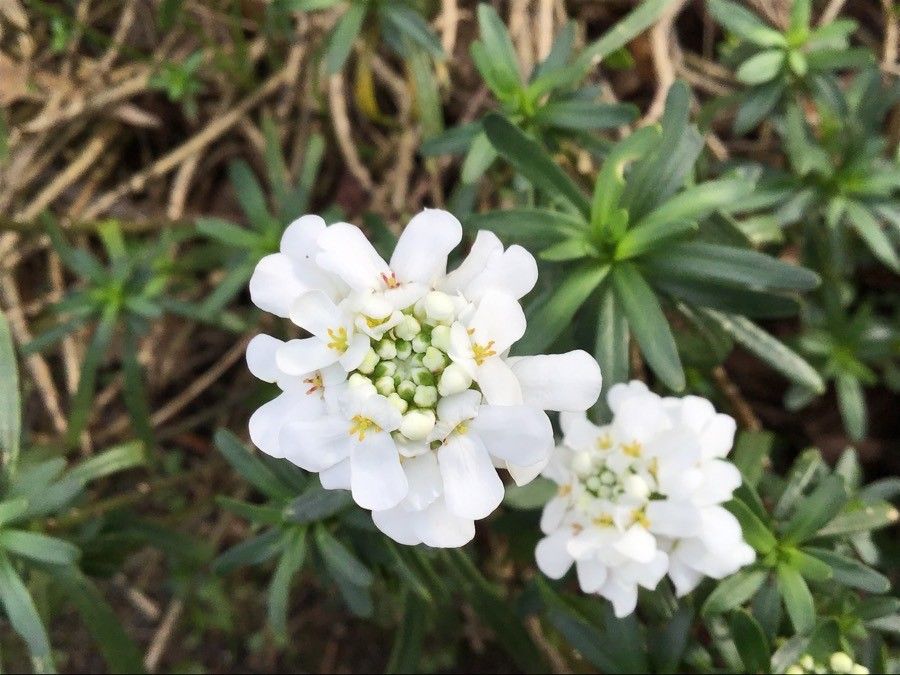 Iberis ciliata flower