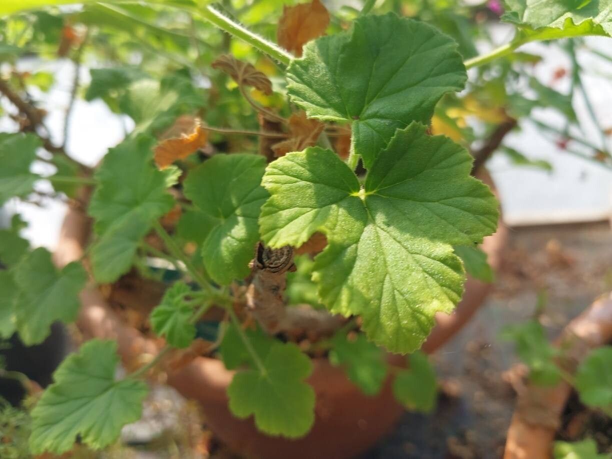 Pelargonium semitrilobum leaf