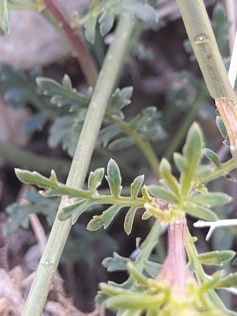 Scrophularia striata — search result for 'Scrophularia'