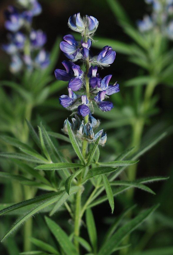 Lupinus covillei — search result for 'Lupinus'