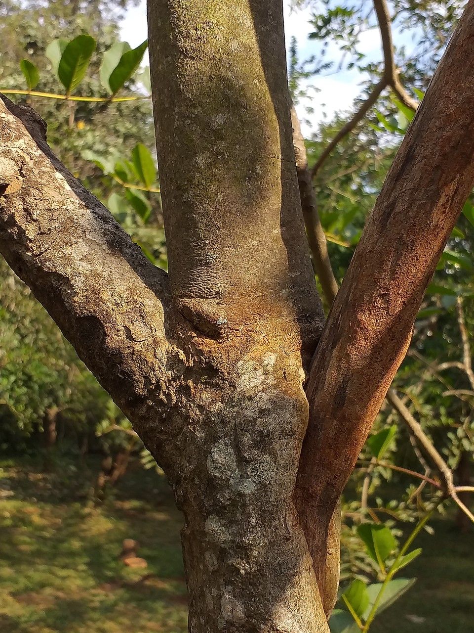 Antiaris toxicaria bark