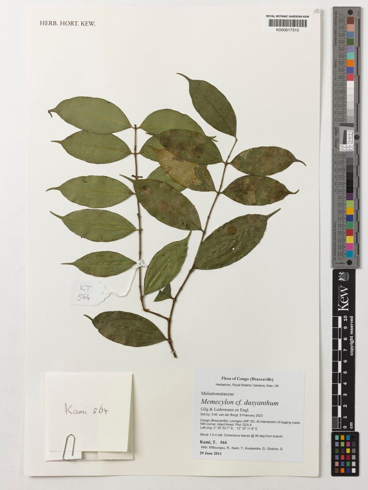 Memecylon dasyanthum — search result for 'Memecylon'