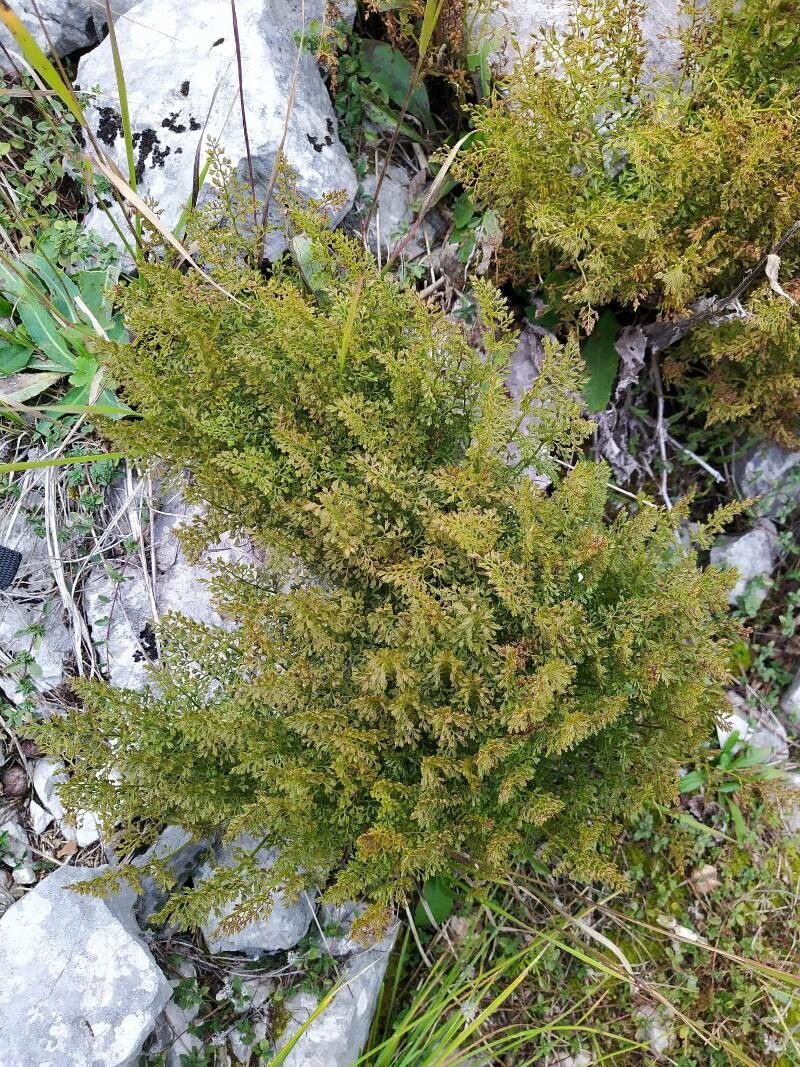 Asplenium fissum habit