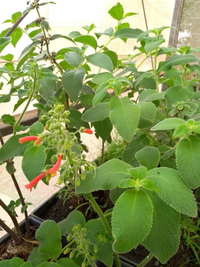 Sinningia aggregata other