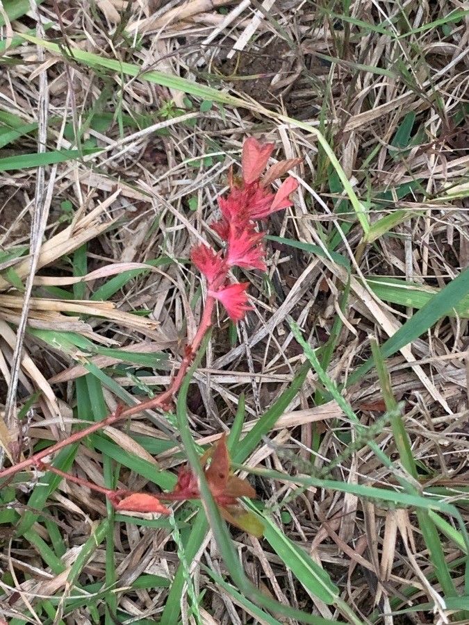 Castilleja subinclusa leaf