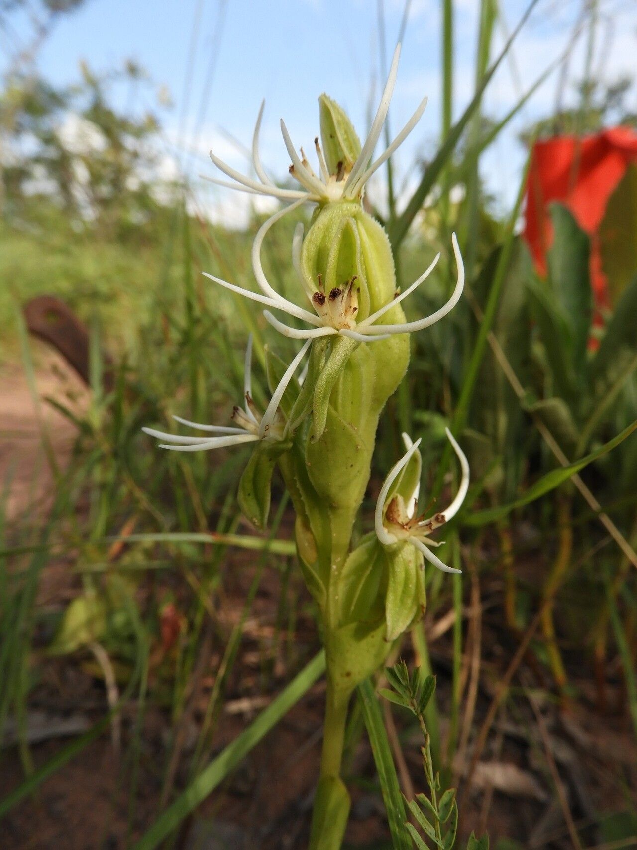 Habenaria verdickii flower