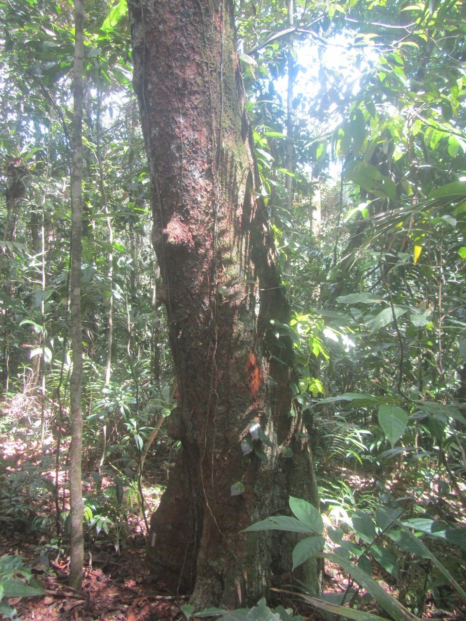 Spachea correae habit