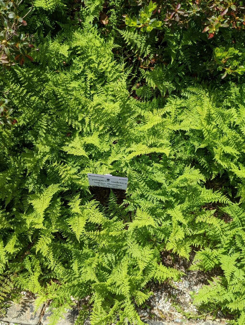 Cystopteris sudetica habit