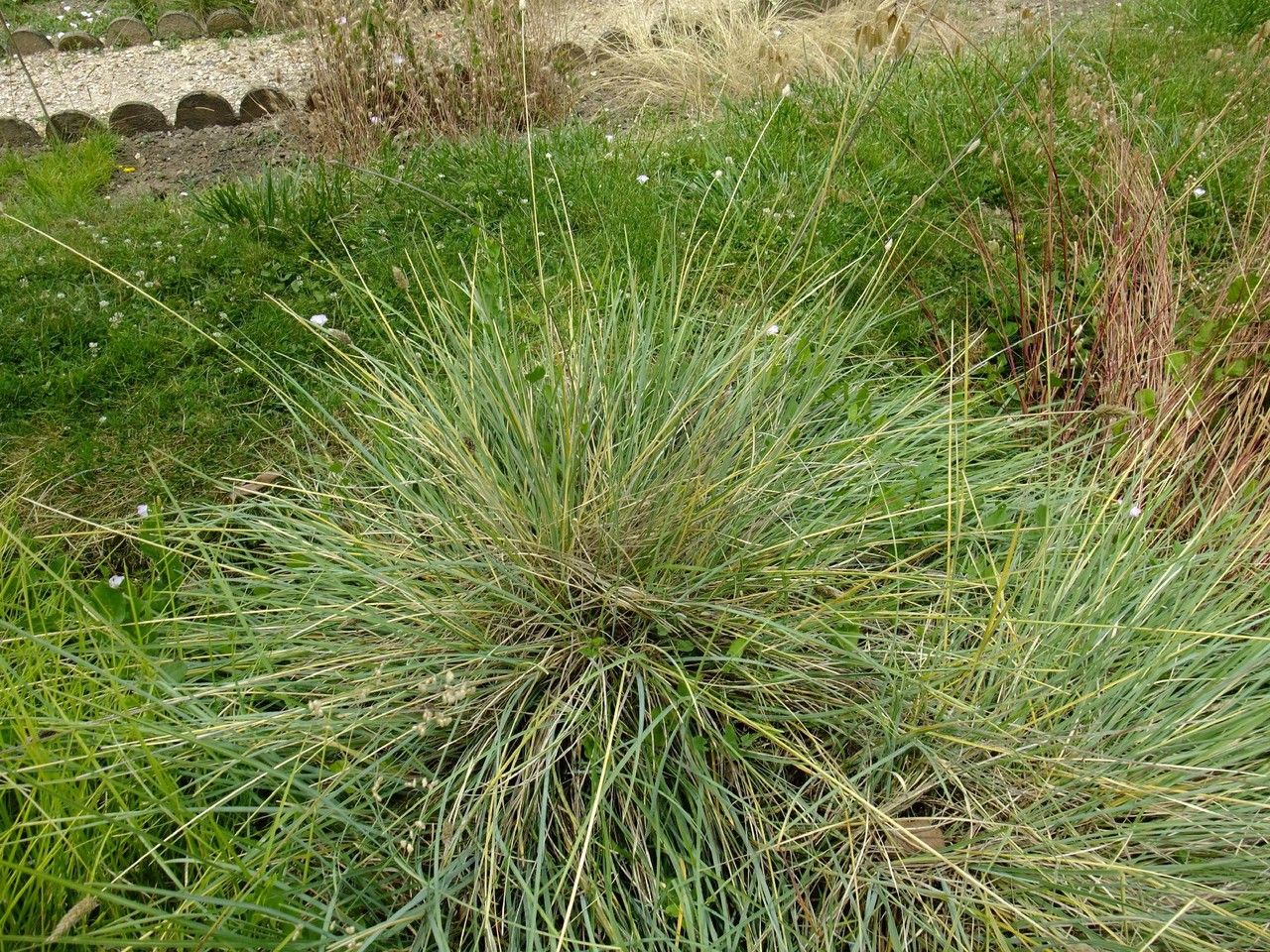 Sesleria nitida habit