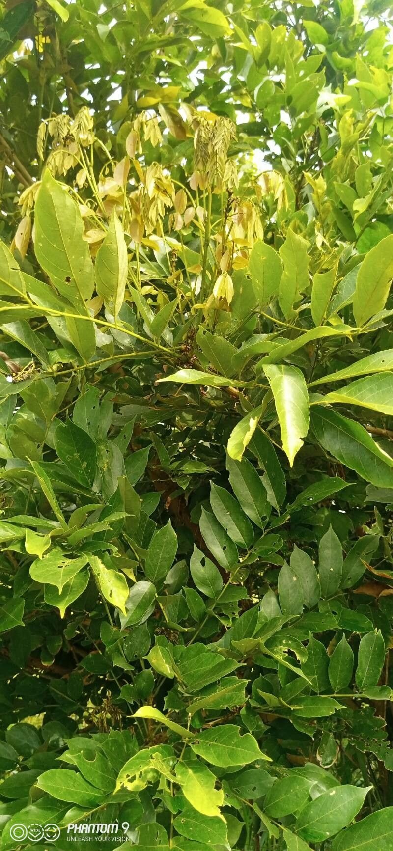 Millettia zechiana — houseplant care guide