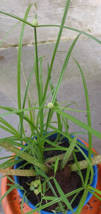 Cyperus richardii — search result for 'Cyperus'