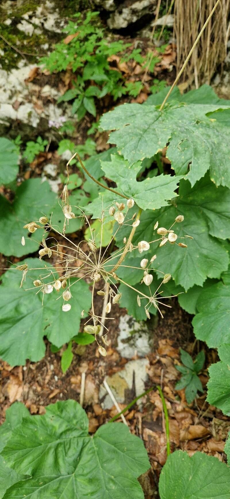 Heracleum alpinum fruit