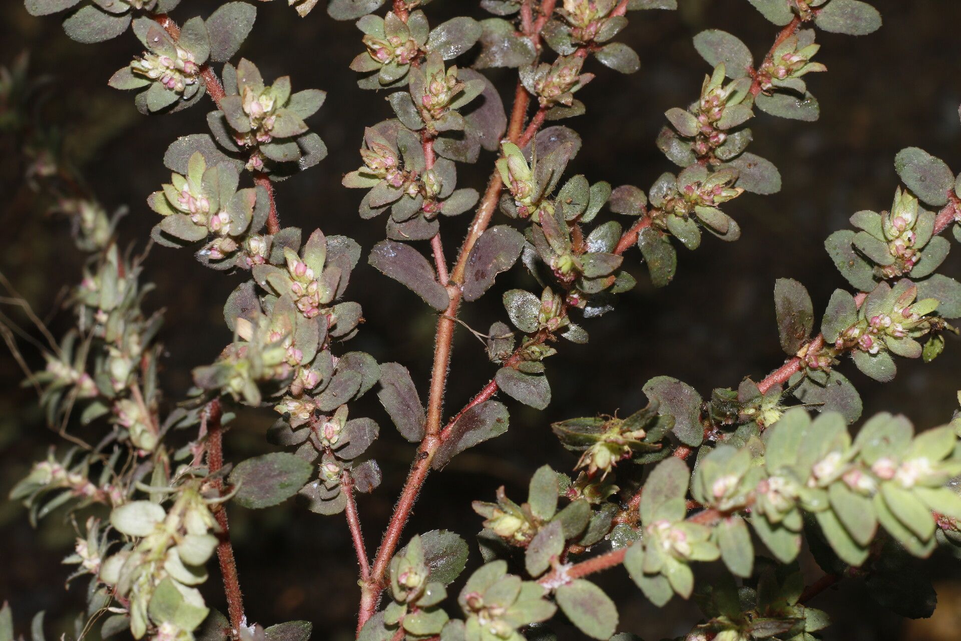 Euphorbia dioeca — houseplant care guide