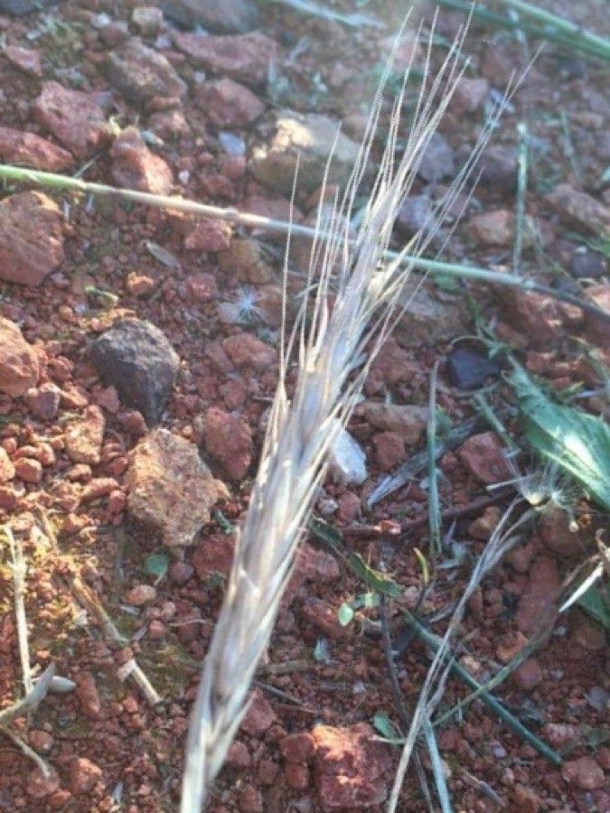 Triticum polonicum — related species from the same genus